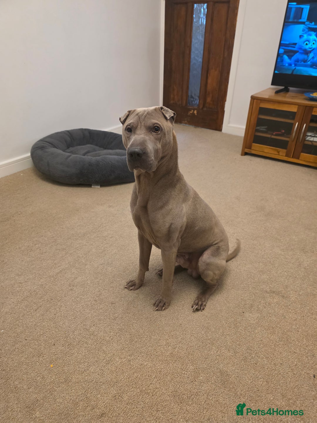 Shar Pei dogs for sale: Sharpei  - Image 4