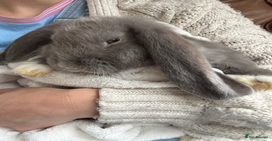 French Lop rabbits - Advert 11