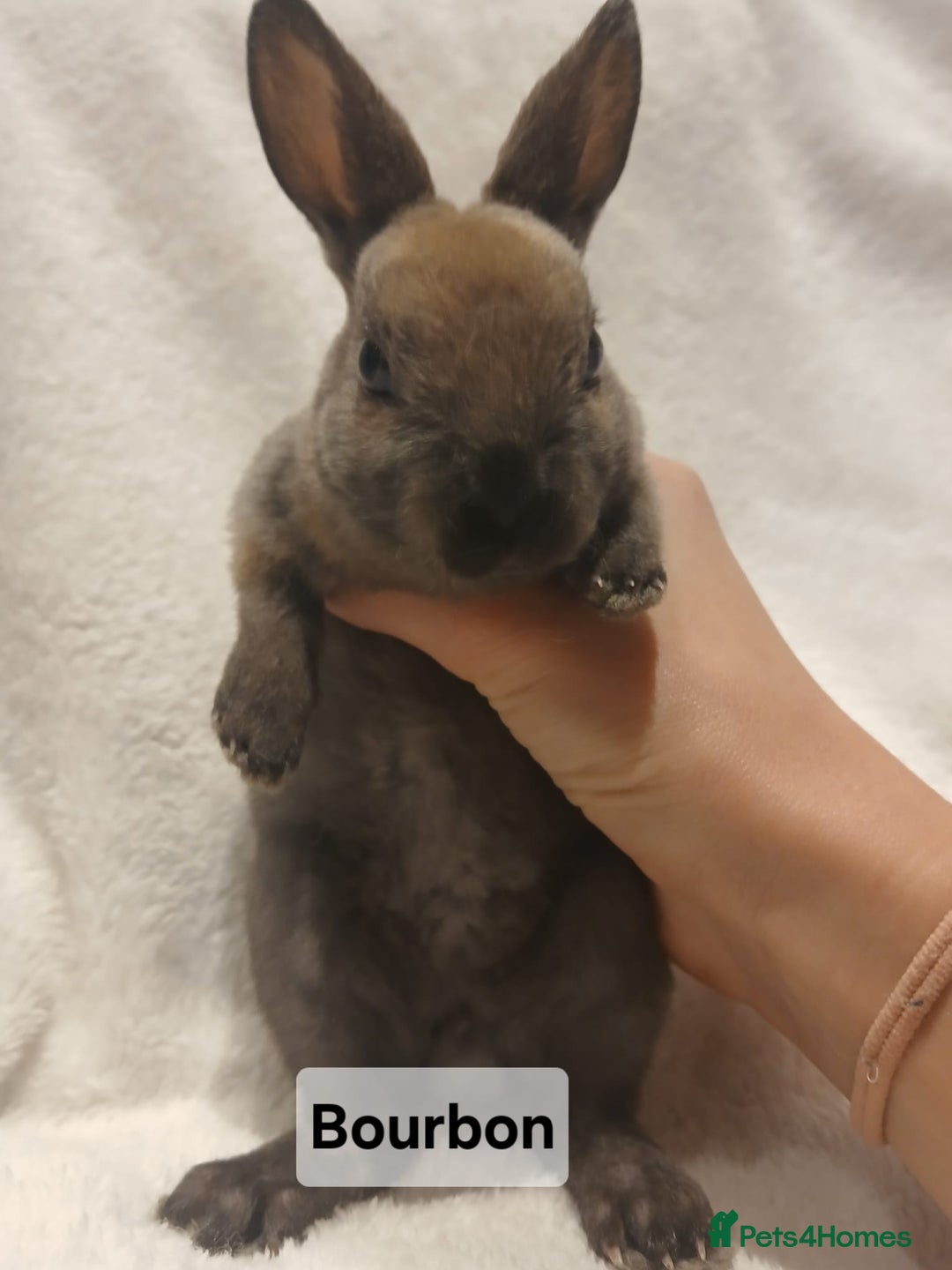 Rex rabbits for sale: Baby Purebred Rex Rabbits For Sale - Image 13