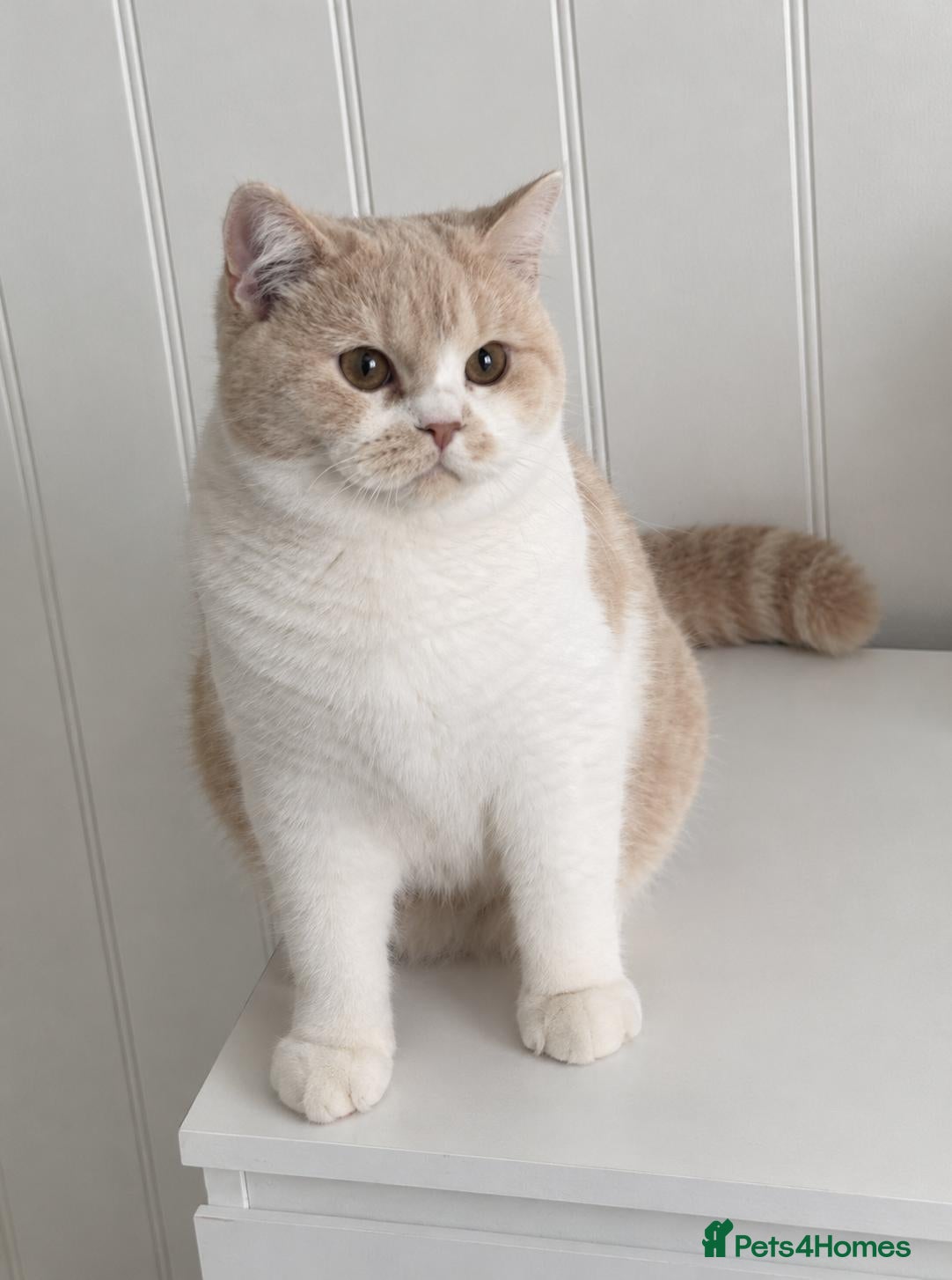 British Shorthair cats Beautiful Cream Bi-Colour Female Kitten - Advert 1