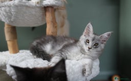 Maine Coon cats for sale: Silver shaded lines, ticked Maine coon kitten - Image 6