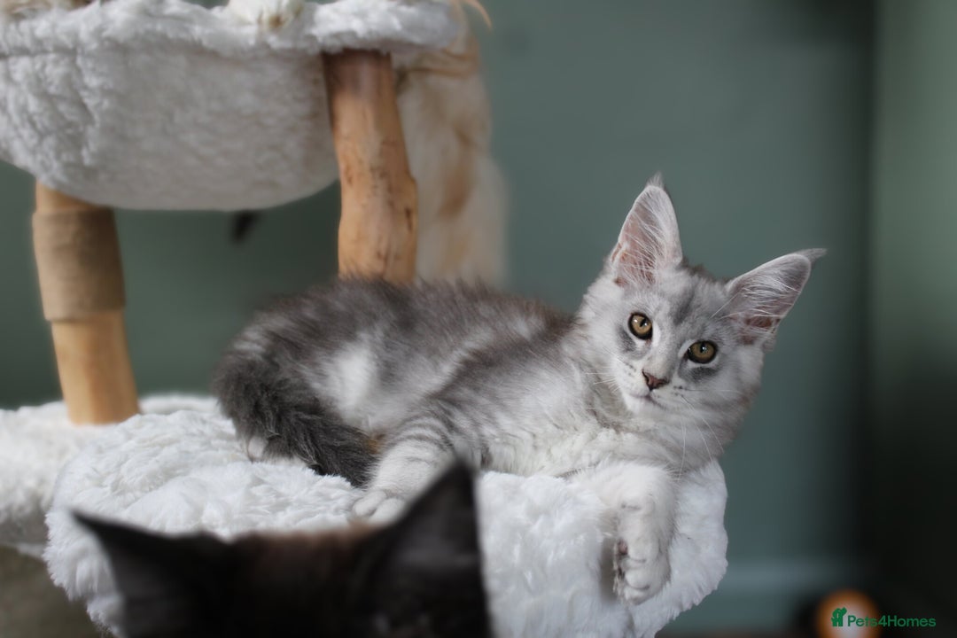 Maine Coon cats for sale: Silver shaded lines, ticked Maine coon kitten - Image 6