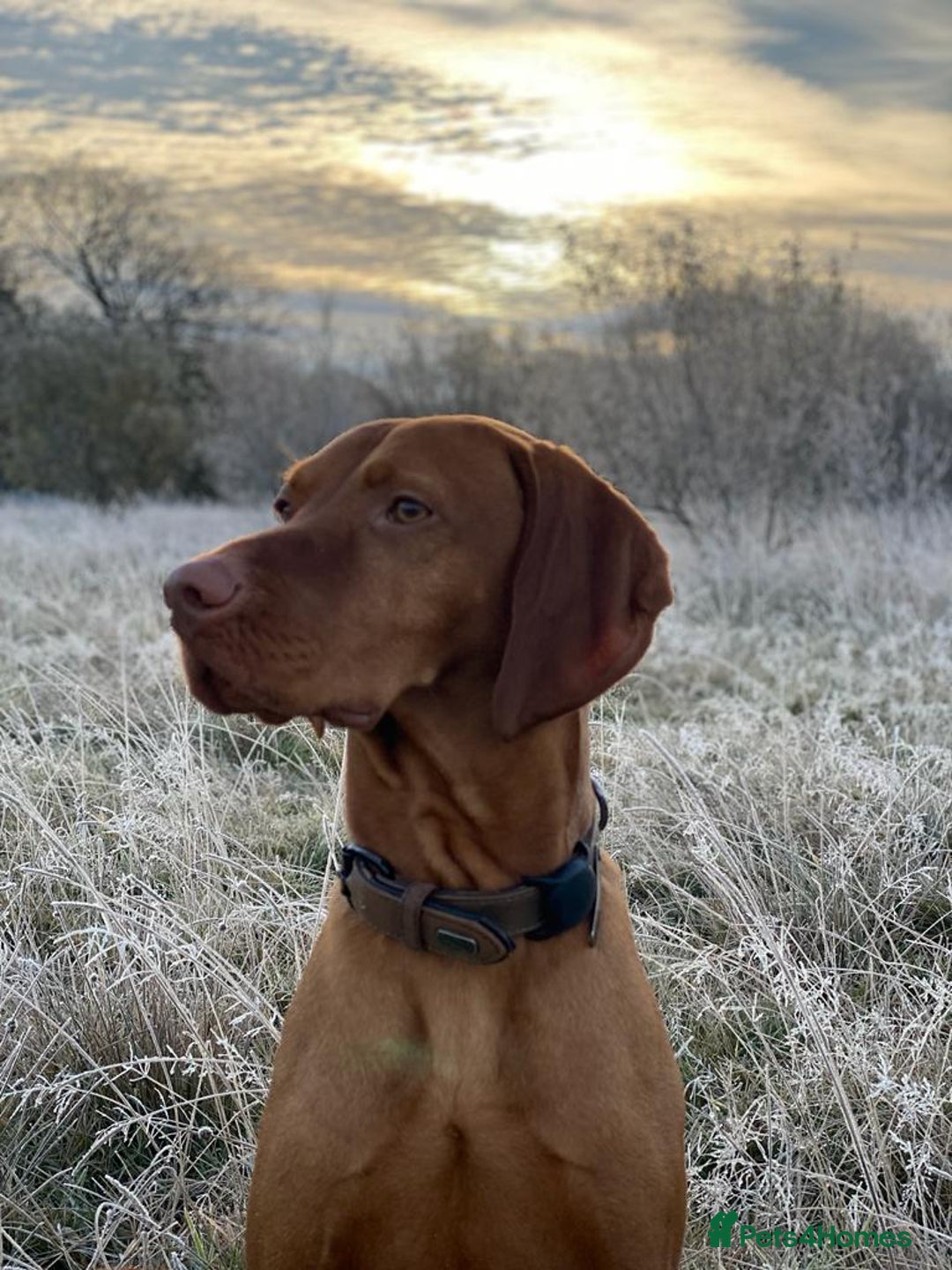 Hungarian Vizsla dogs for stud: Rolo Hungarian Viszla STUD in Treharris - Advert 4