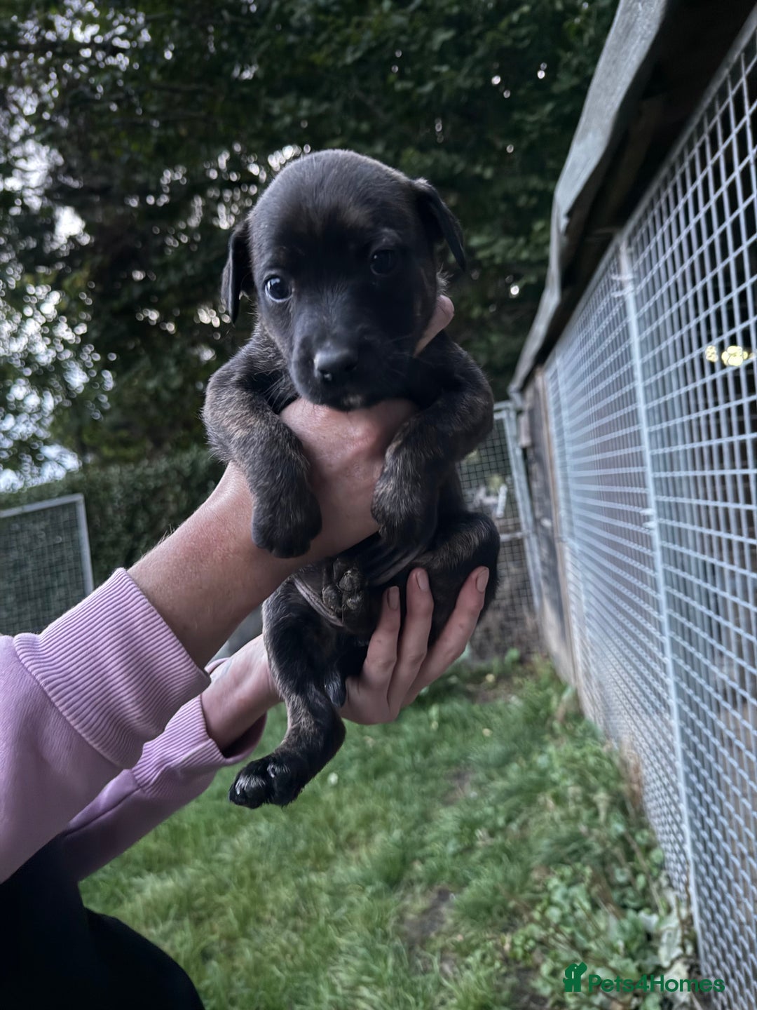 Lurcher dogs for sale: Bull lurcher puppies - Image 6