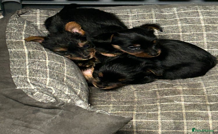 Yorkshire Terrier dogs - Advert 1