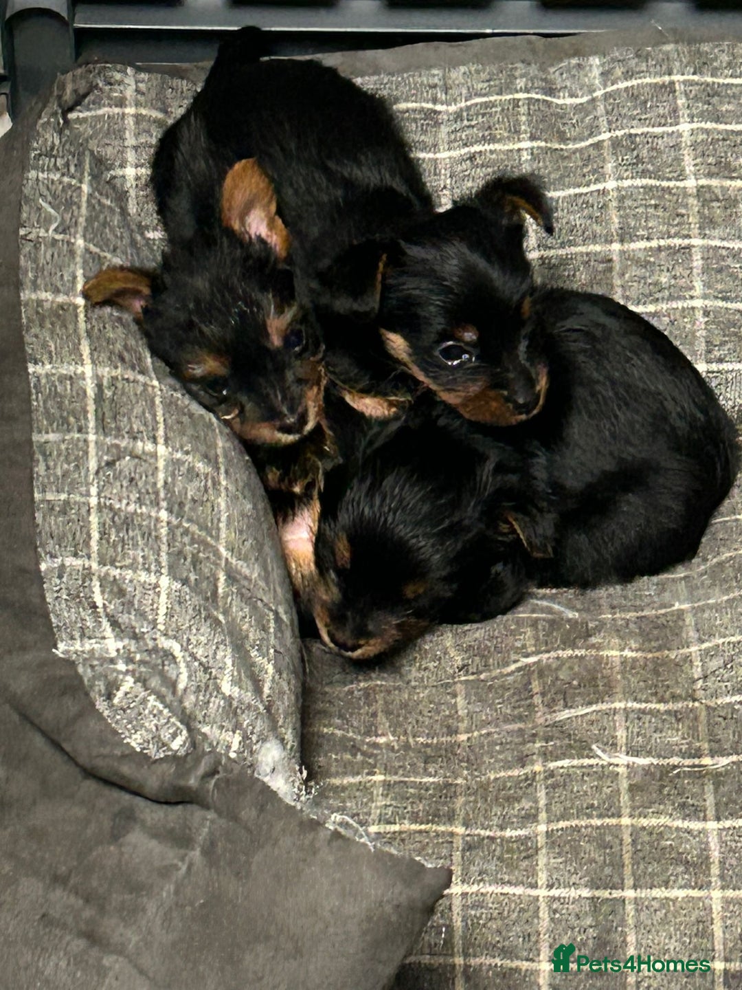 Yorkshire Terrier dogs for sale: Gorgeous small Yorkshire terrier puppies  - Image 1