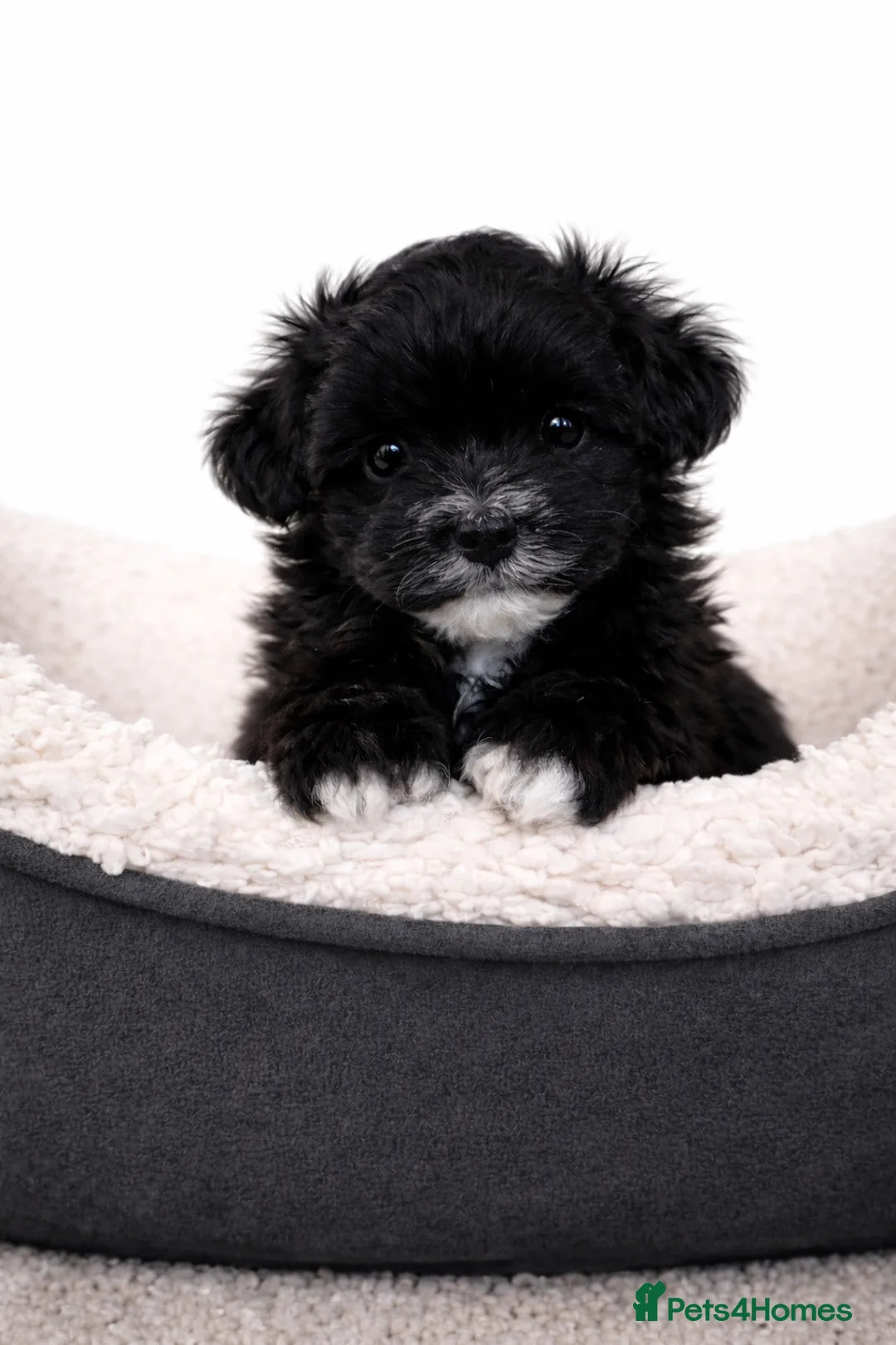 Maltipoo dogs for sale: Rare True Asian Teddy-Bear Maltipoo Puppies  - Advert 11