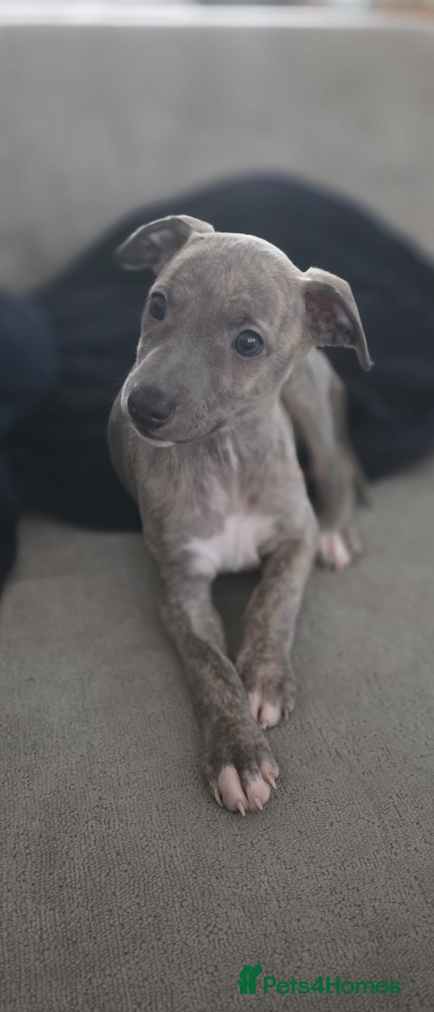 Whippet dogs Gorgeous kc registered whippet puppies  - Advert 2