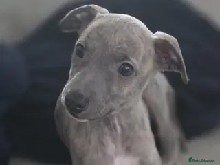 Whippet dogs Gorgeous kc registered whippet puppies - Advert 2