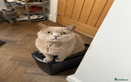 Mixed Breed cats for sale: Beautiful Chocolate Boy - Image 6