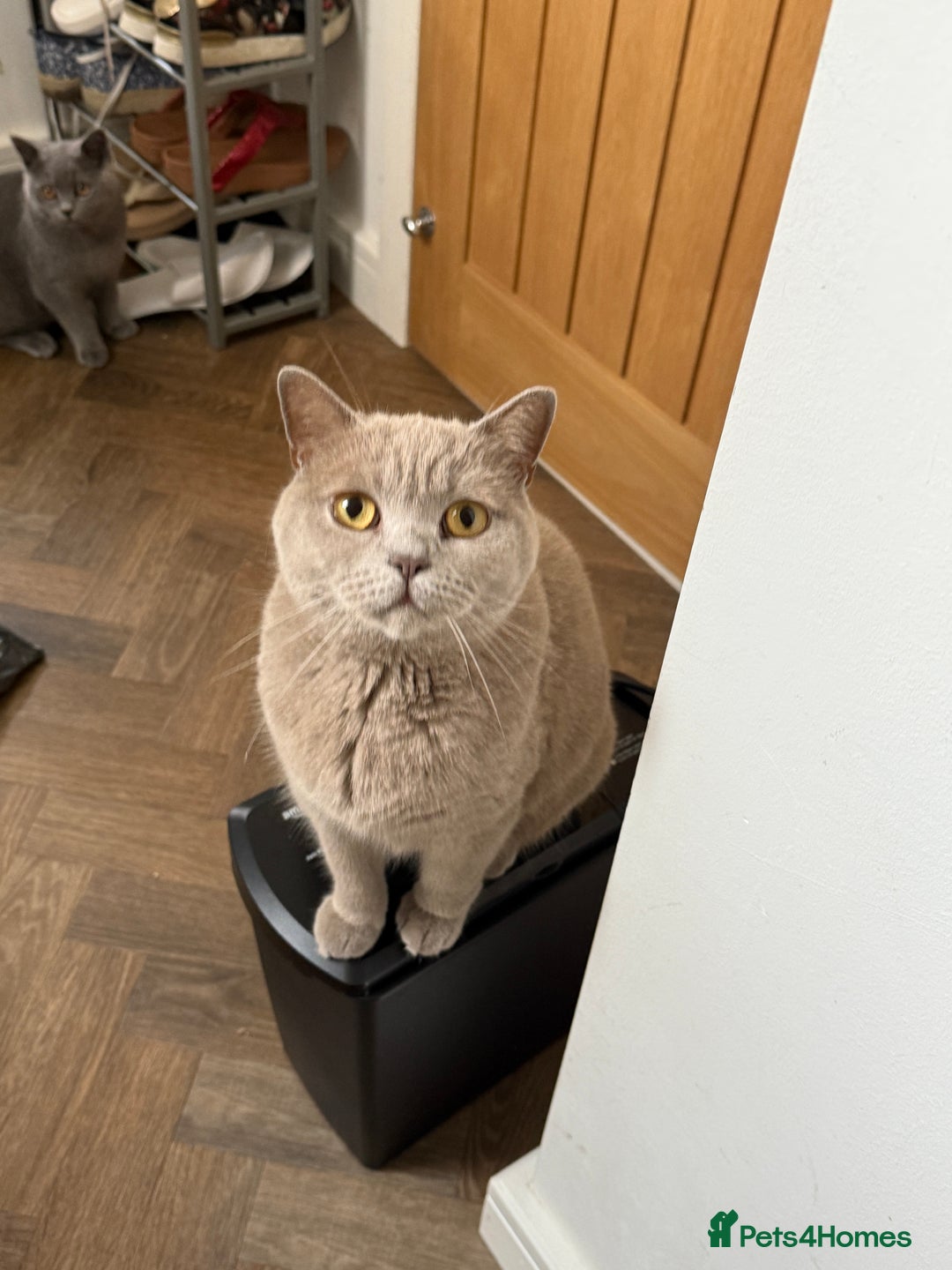 Mixed Breed cats for sale: Beautiful Chocolate Boy - Image 6