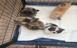 Pomeranian dogs for sale: Pomeranian puppies - Image 4