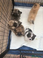 Pomeranian dogs - Advert 3