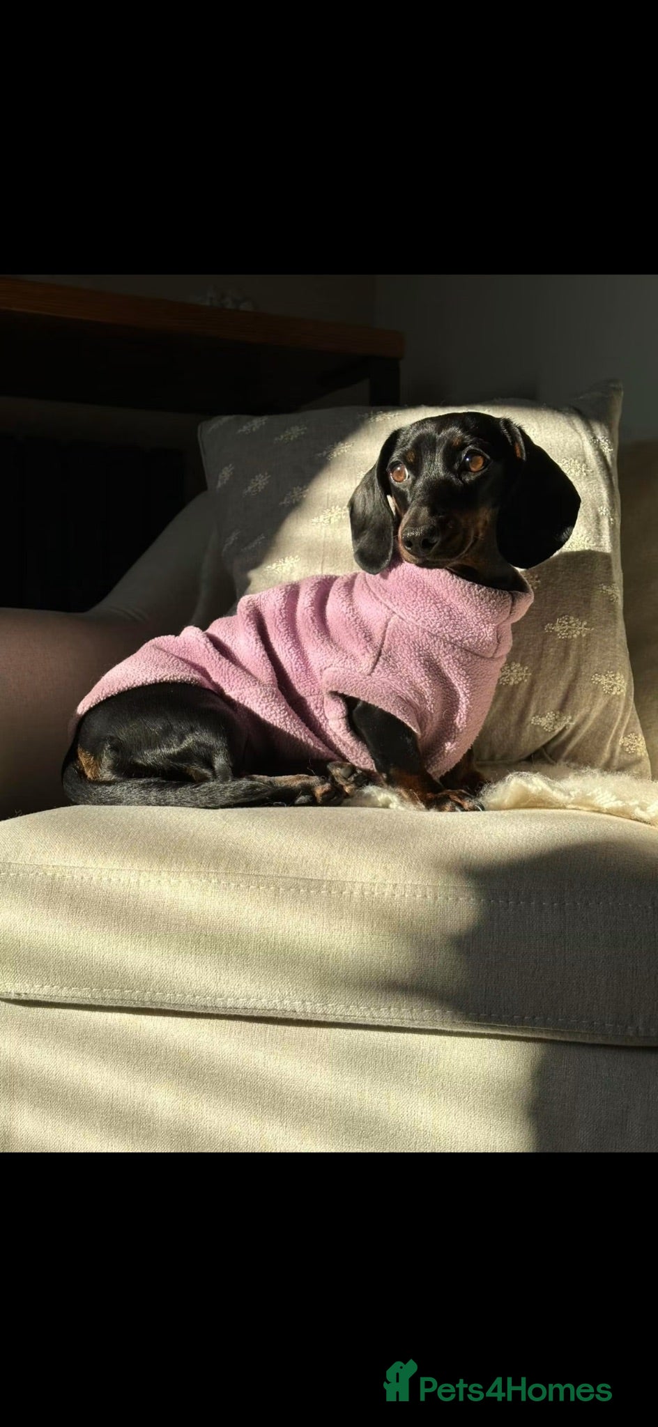 Miniature Dachshund dogs Lovely Black and Tan Brindle bitch - Advert 1