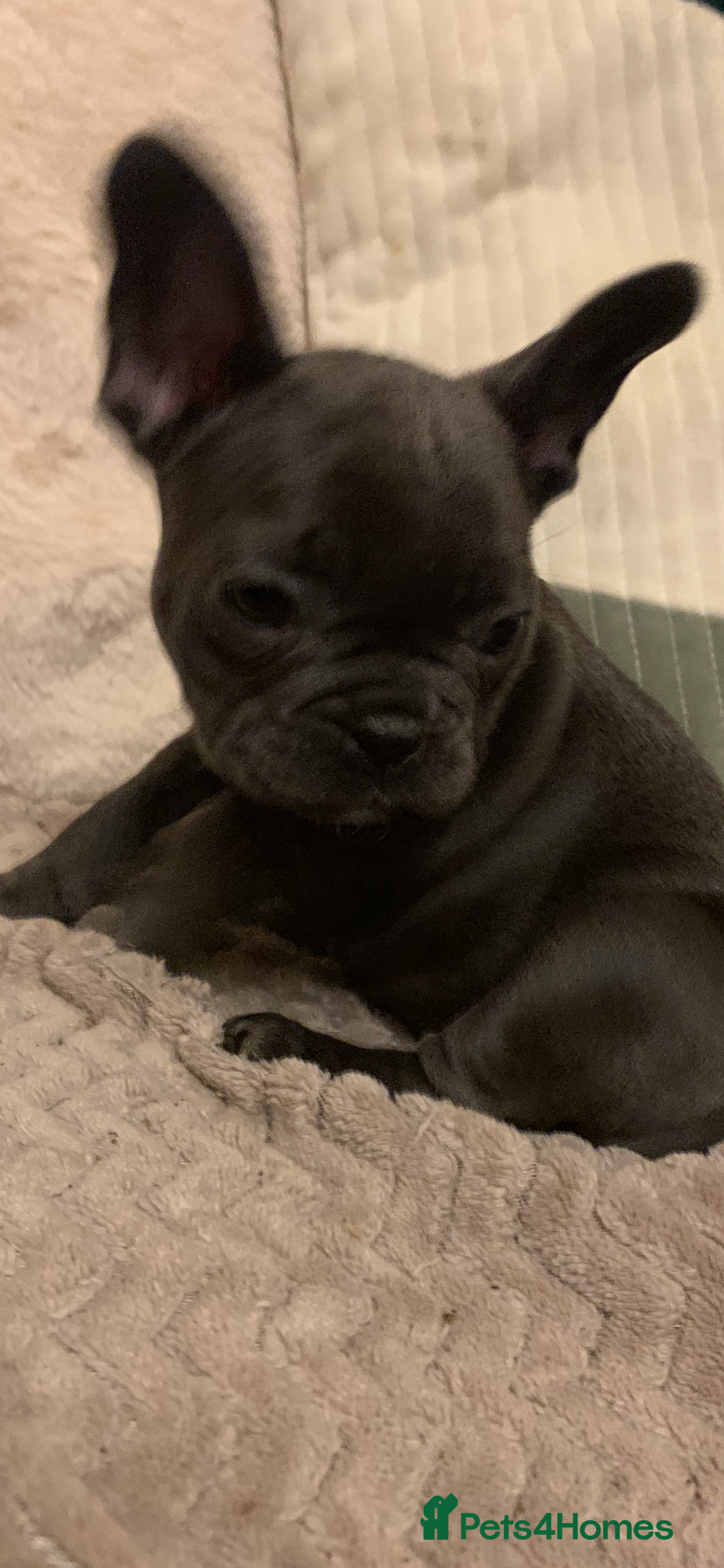 French Bulldog dogs QUALITY SOLID BLUE FRENCH BULLDOG PUPPIES  - Advert 9