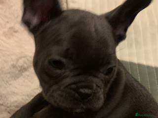 French Bulldog dogs QUALITY SOLID BLUE FRENCH BULLDOG PUPPIES - Advert 1