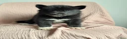 Siberian Husky dogs for sale: Carefully-raised northern breed companions - Advert 27