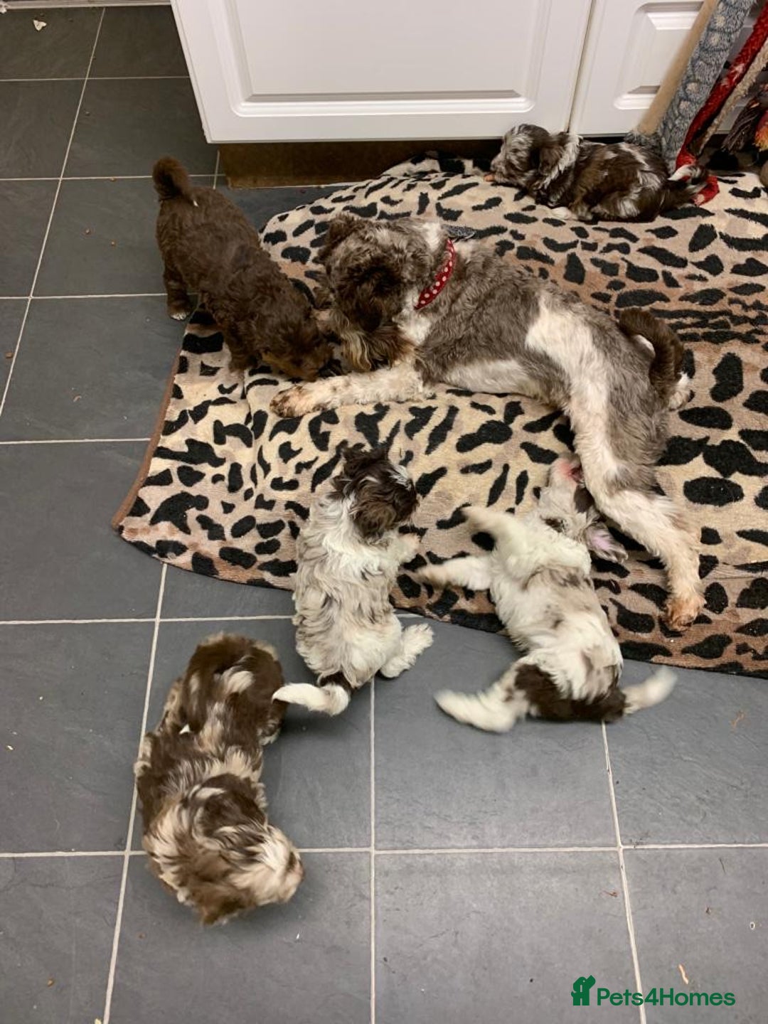 Miniature Schnauzer dogs for stud: KC CHOC/WHITE MIN SCHNAUZER BVA AND MAC CLEAR in Coventry - Advert 26