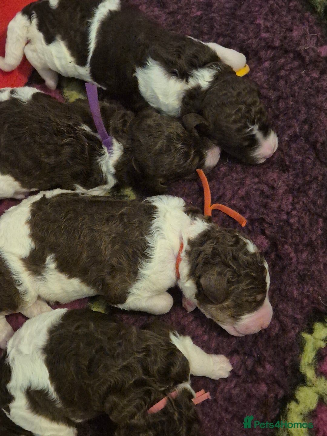 Standard Poodle dogs for sale: Beautiful KC registered parti tris - Advert 21