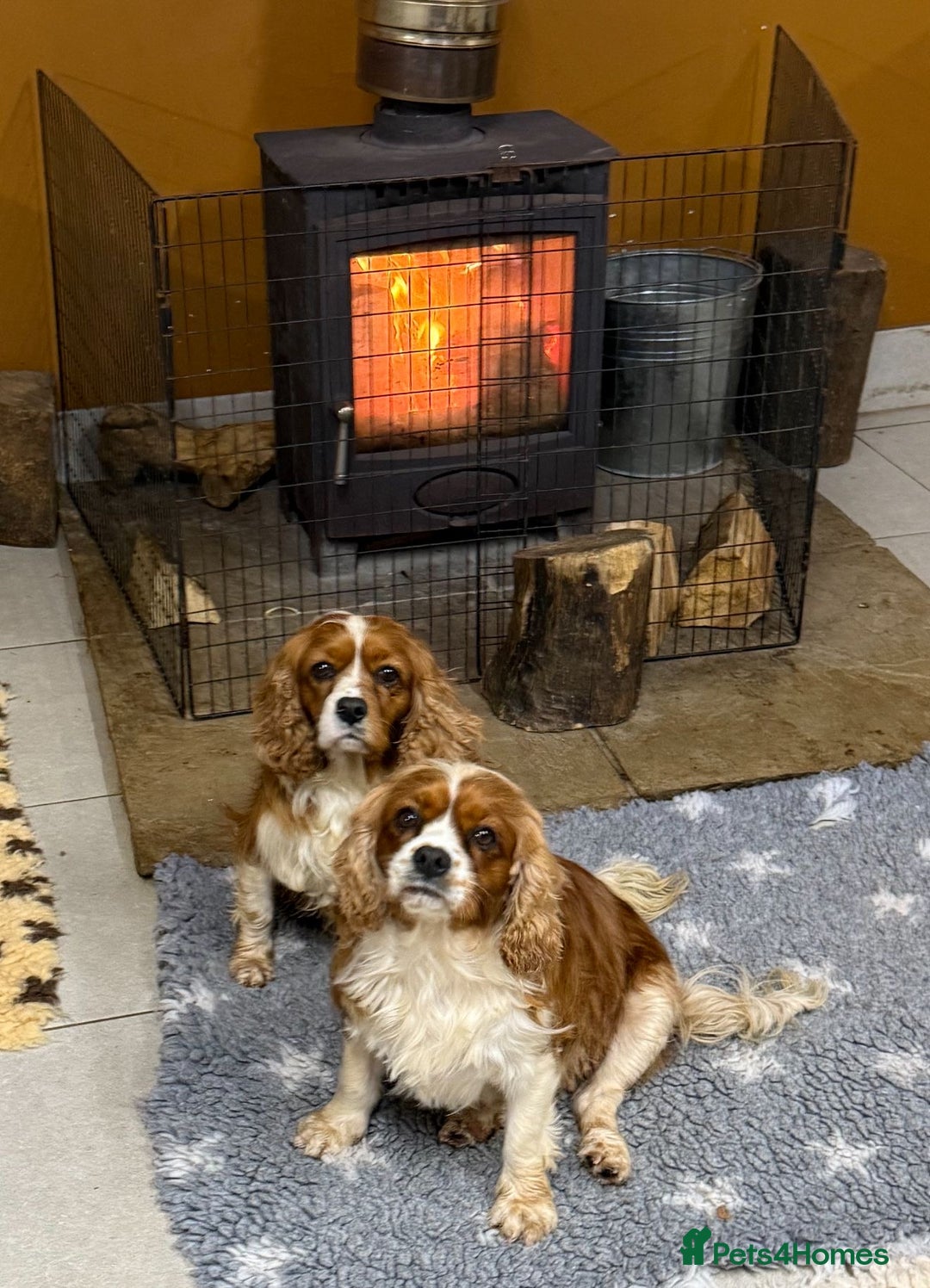 Cavalier King Charles Spaniel dogs for sale: Two Beautiful Sisters that need a home together - Advert 1