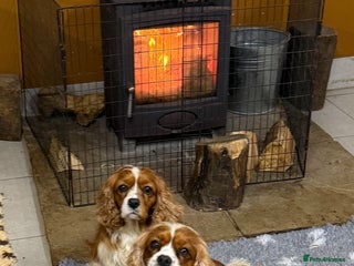 Cavalier King Charles Spaniel dogs Two Beautiful Sisters that need a home together - Advert 2