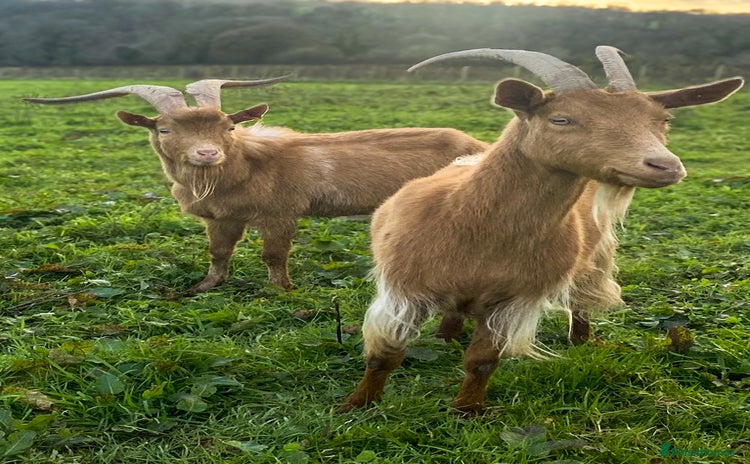 Goats livestock - Advert 1