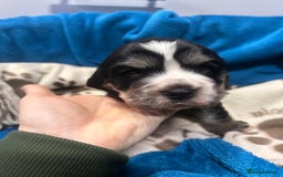 Cocker Spaniel dogs for sale: Cocker spaniel puppies for sale - Advert 4