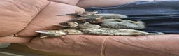 Domestic Shorthair cats for sale: 5 beautiful tabby kittens for Sale!!! - Advert 12