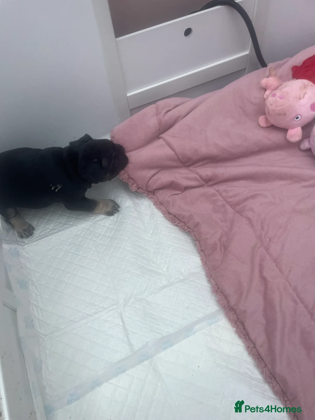 French Bulldog dogs for sale: 3 stunningly unique coloured stocky frenchies - Advert 13