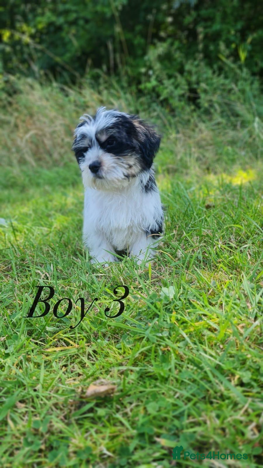 Shorkie dogs for sale: Shorkie pups ready now - Image 24