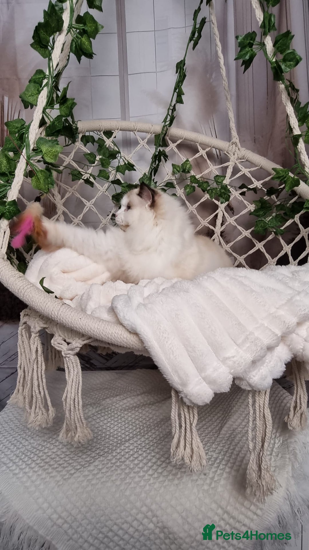 Ragdoll cats for sale: Exceptional Tica Registered Ragdoll Kittens - Advert 29