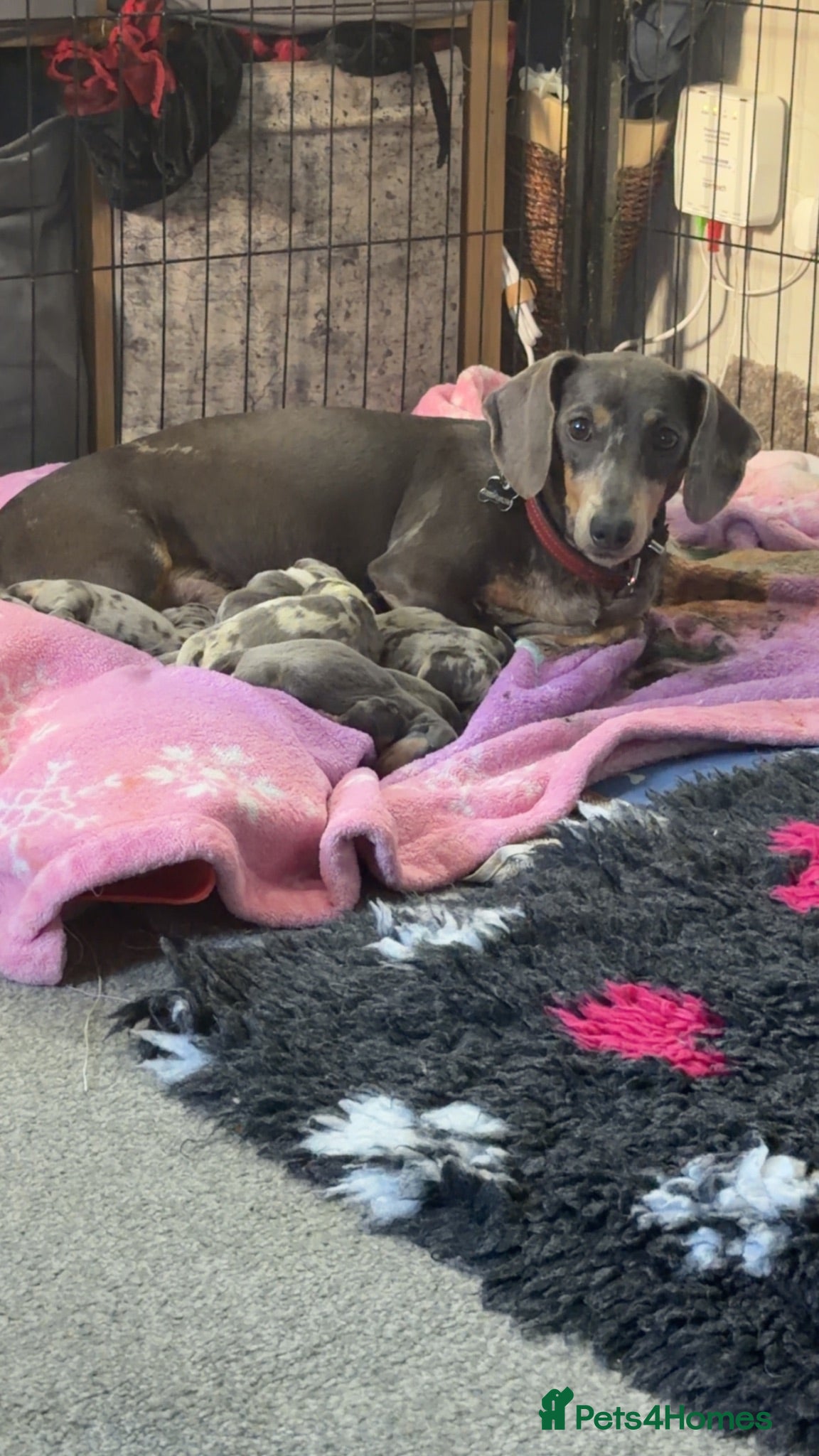 Dachshund dogs 7 beautiful dachshund puppies  - Advert 5