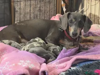 Dachshund dogs 7 beautiful dachshund puppies READY NOW - Advert 7
