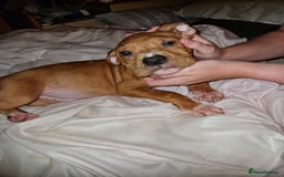 Mixed Breed dogs for sale: Presa/American Johnson bulldog - Image 22