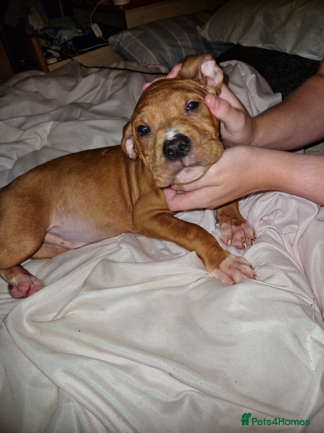 Mixed Breed dogs for sale: Presa/American Johnson bulldog - Image 22