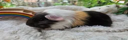 Guinea Pig rodents for sale: Baby boy guineapigs.  - Advert 1