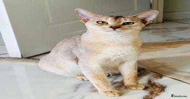 Abyssinian cats TICA registered Abyssinian cat  - Advert 16