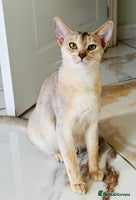 Abyssinian cats TICA registered Abyssinian cat - Advert 2