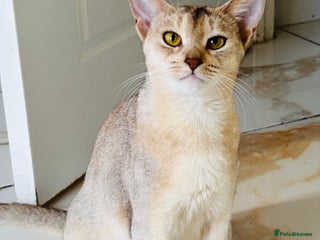 Abyssinian cats TICA registered Abyssinian cat - Advert 6
