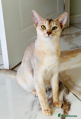 Abyssinian cats TICA ACTIVE ABYSSiNIAN QUEEN - Advert 1