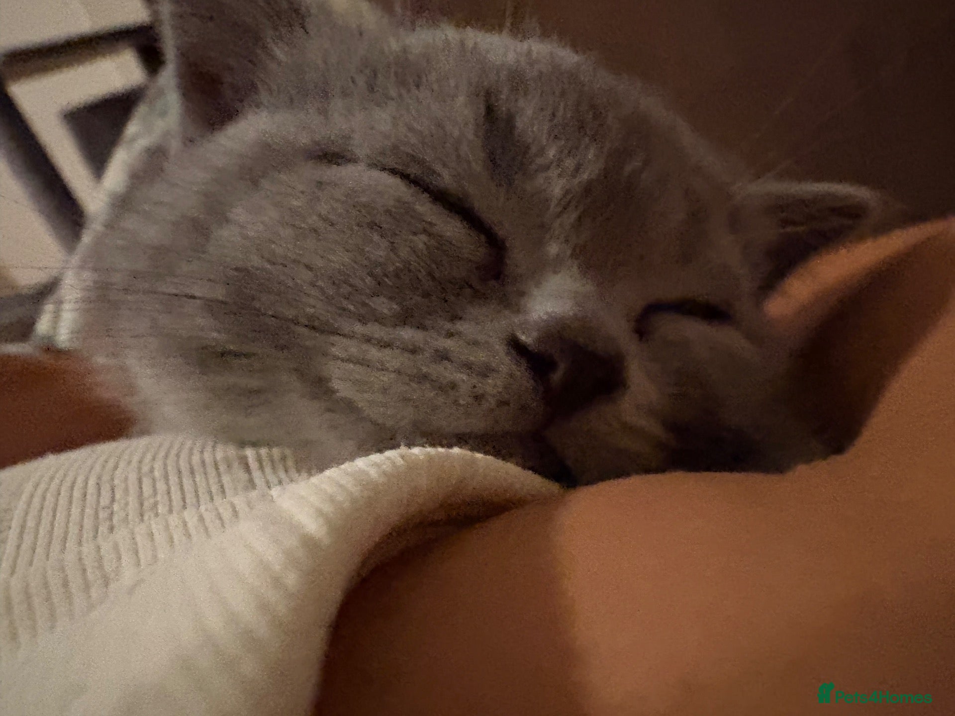 British Shorthair cats British shorthair  - Advert 1
