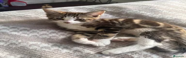 Maine Coon Kitten 1