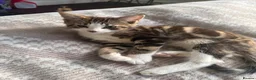 Maine Coon cats for sale: Last Boy Available! 🐾 - Advert 4