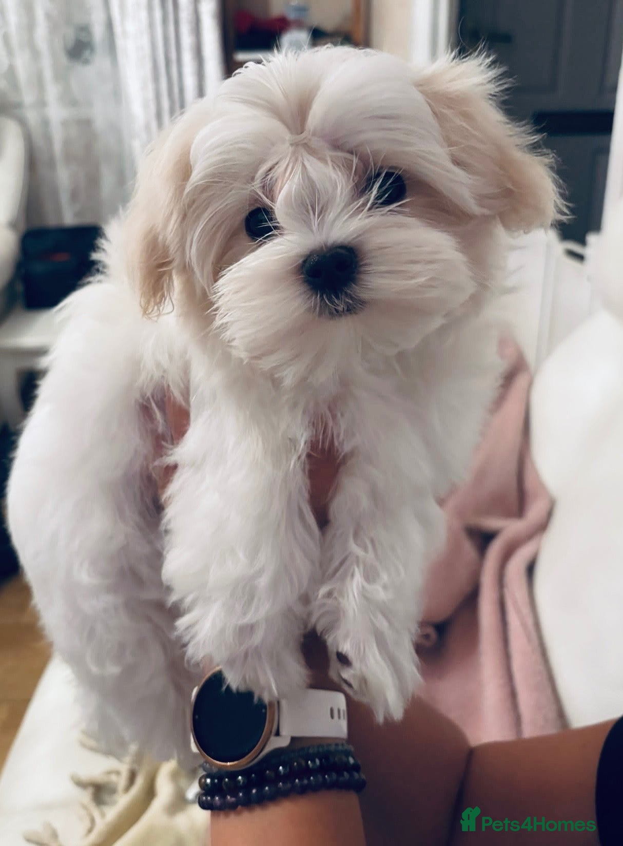 Maltese dogs Beautiful Maltese Boy - Advert 3