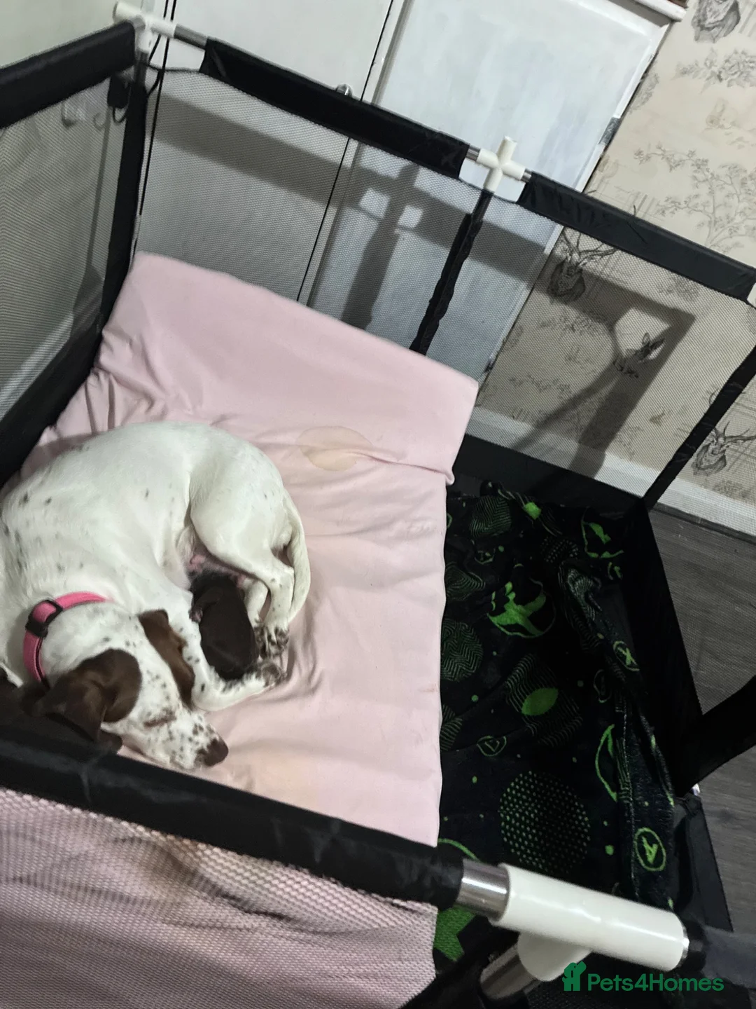 Mixed Breed dogs for sale: Sprocker cross female puppy - Advert 1