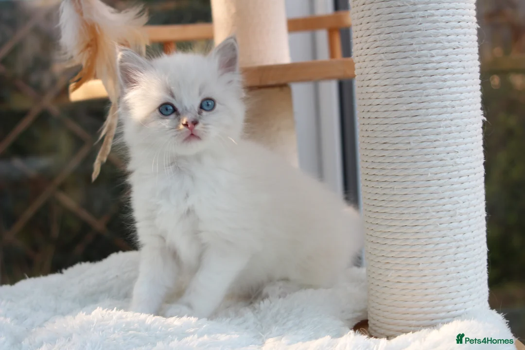 Ragdoll cats for sale: Adorable TICA Ragdoll/Cherubim Kittens  - Advert 16