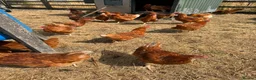 Chickens poultry for sale: ISA bovan browns  in Bargoed - Advert 2