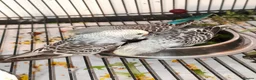 Budgerigars birds for sale: Baby Budgies - ready to leave now - Advert 2