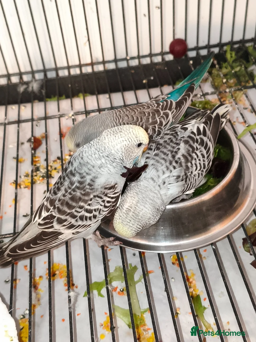 Budgerigars birds for sale: Baby Budgies - ready to leave now - Advert 2