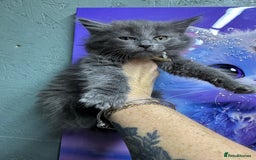 Maine Coon cats for sale: Mainecoon  - Image 8